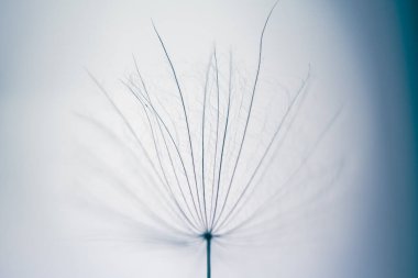 Gün batımında ormanda beyaz karahindiba. Makro görüntü, yüzeysel alan derinliği. Soyut yaz doğa arka planı