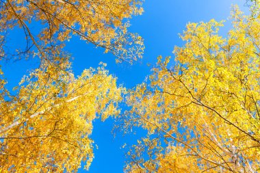 Ormandaki sarı sonbahar ağaçları mavi gökyüzüne karşı düşüyor. Soyut sonbahar doğa arkaplanı