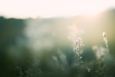 Gün batımında ormanda yabani yeşil çimenler. Makro görüntü, yüzeysel alan derinliği. Güzel yaz doğa geçmişi