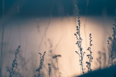 Gün batımında gölün kıyısında çimler. Soyut doğa geçmişi. Makro resim, alanın şalow derinliği
