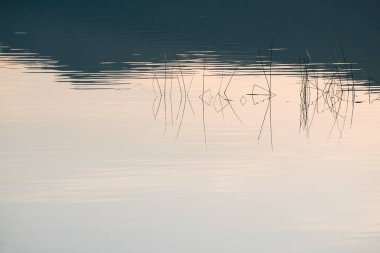 Gün batımında gölün kıyısında sazlıklar. Bitkiler sakin su yüzeyine yansıyor. Soyut doğa arkaplanı.
