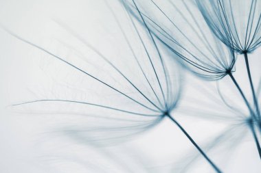 Gün batımında ormanda büyük beyaz bir karahindiba. Makro görüntü, yüzeysel alan derinliği. Soyut yaz doğa arka planı