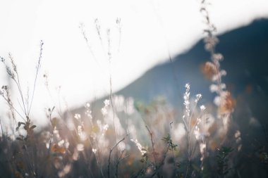 Gün batımında dağlarda sonbahar otları. Makro görüntü, yüzeysel alan derinliği. Güzel sonbahar doğa arka planı