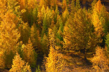 Günbatımında dağlarda sarı sonbahar ağaçları. Güzel sonbahar doğa arka planı.