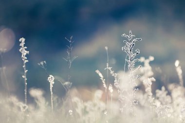 Günbatımında ormanda sonbahar otları. Makro görüntü, yüzeysel alan derinliği. Güzel sonbahar arkaplanı