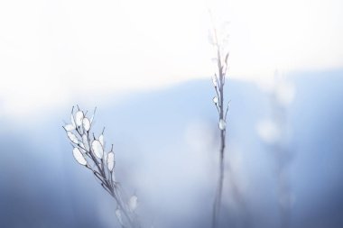 Gün batımında dağlarda kuru sonbahar otları. Makro görüntü, yüzeysel alan derinliği. Güzel sonbahar arkaplanı