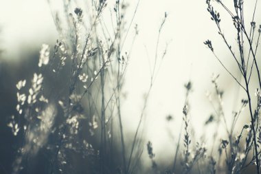 Gün batımında dağlarda sonbahar otları. Makro görüntü, yüzeysel alan derinliği. Güzel sonbahar doğa arka planı
