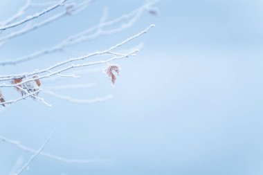 Kış ormanında, sisli gündoğumunda buzla kaplı ağaçlar. Makro görüntü, yüzeysel alan derinliği. Soyut kış doğa arkaplanı