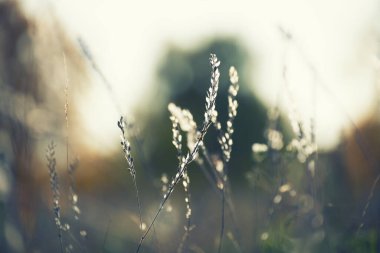 Günbatımında ormanda sonbahar otları. Makro görüntü, yüzeysel alan derinliği. Güzel sonbahar doğa arka planı