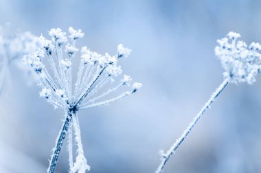 Kış ormanında sisli gündoğumunda buzla kaplı bitkiler. Makro görüntü, yüzeysel alan derinliği. Kış doğası