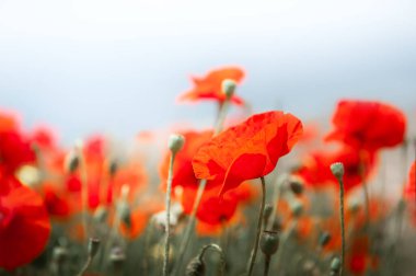 Sisli sabahta bulutlu gökyüzüne karşı kırmızı gelincik çiçekleri. Seçici odaklanma. Güzel yaz doğa geçmişi