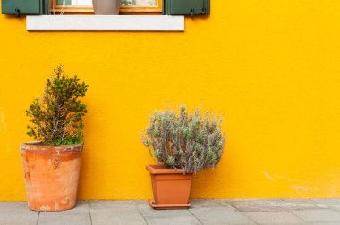 Dekoratif yeşil çiçeklerle evin ön cephesi sarı boyanmış. Burano Adası, Venedik, İtalya 'da renkli mimari.