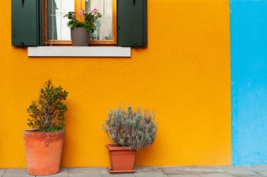 Evin ön cephesi sarı ve saksılarda süslü çiçekler. Burano Adası, Venedik, İtalya 'da renkli mimari.