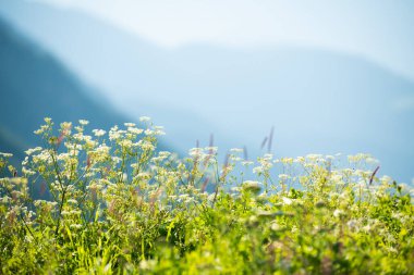 Güneşli bir günde dağlarda yabani yeşil çimenler. Seçici odaklanma. Güzel yaz doğa geçmişi
