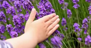 Child's hand touching lavender bushes waving on the wind closeup. Purple lavender field, beautiful blooming, English lavender, Provance
