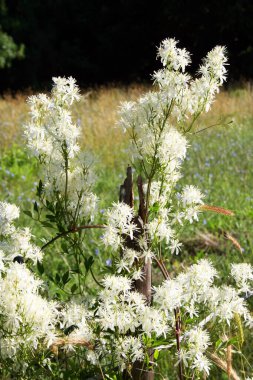 Jasmine, Oleaceae familyasından bir çalılık ve sarmaşık cinsi.