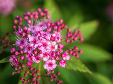 blooming tiny purple flowers on a green bush, close up natural background