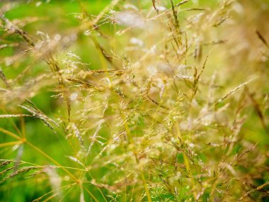 Agrostis kılcal damarı, yaygın bükülmüş, koloni eğrisi, ya da kahverengi, çim ailesi. Soyut doğa arkaplanı