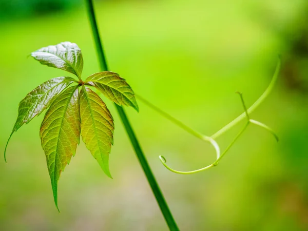 Zielone Małe Dzikie Gałązki Winogron Abstrakcyjne Tło Natury — Zdjęcie stockowe