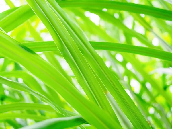 Fris Groen Gras Abstracte Natuur Achtergrond Uitzicht Gras — Stockfoto