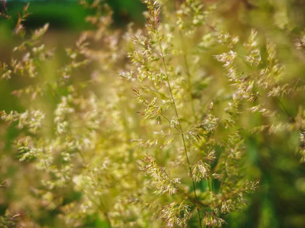 Agrostis Capillaris Die Gemeine Gebogene Kolonialgebogene Oder Braune Grasfamilie Hintergrund — Stockfoto