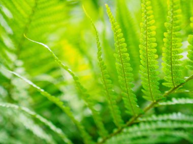 yeşil eğreltiotu dalları, seçici odak, fotokopi alanı ile yakın plan fotoğraf