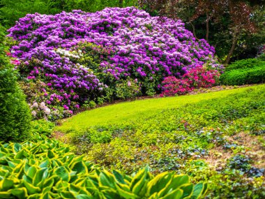 Çiçek açan rhododendron çalıları ile bahar mevsimi çayırı