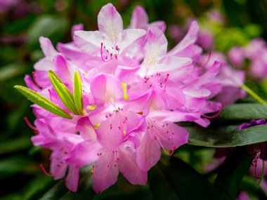 Güzel çiçek açan pembe rhododendron çalısı, bir yaz bahçesinde çiçek açan bitki, yakın plan fotoğrafı.