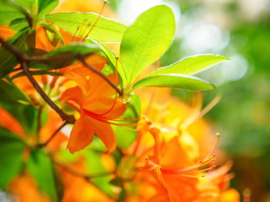 Alev açelya çiçekleri, altın turuncu renkte rhododendron çiçekleri, yakın plan fotoğraf