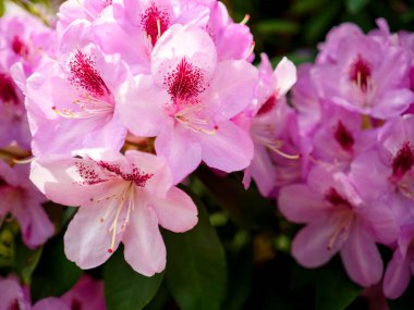 Güzel çiçek açan pembe rhododendron çalısı, bir yaz bahçesinde çiçek açan bitki, yakın plan fotoğrafı.