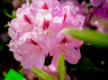 Güzel çiçek açan pembe rhododendron çalısı, bir yaz bahçesinde çiçek açan bitki, yakın plan fotoğrafı.
