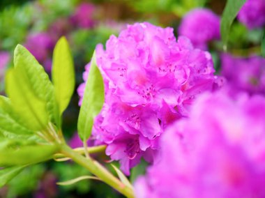 mor çiçekli rhododendron çalısı, çiçek açan bitki, yakın plan fotoğraf