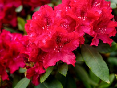 Çiçek açan güzel kızılderili çalı çalısı, bir yaz bahçesinde çiçek açan bitki, yakın plan fotoğrafı.