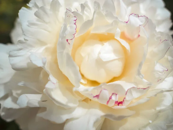 stock image blooming white tree peony, flowering plant, close up view