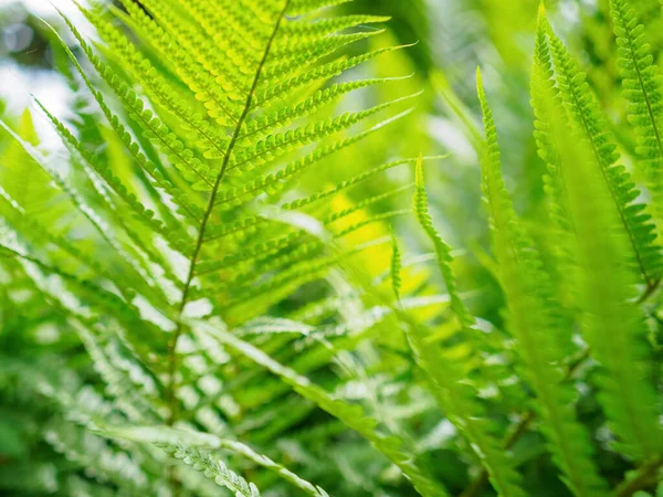 Gröna Färska Kvistar Ormbunke Selektivt Fokus Närbild Foto Med Kopieringsutrymme — Stockfoto