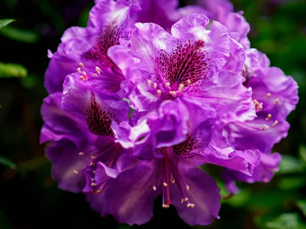 紫色の開花シャクナゲの低木 開花植物 写真を閉じる — ストック写真