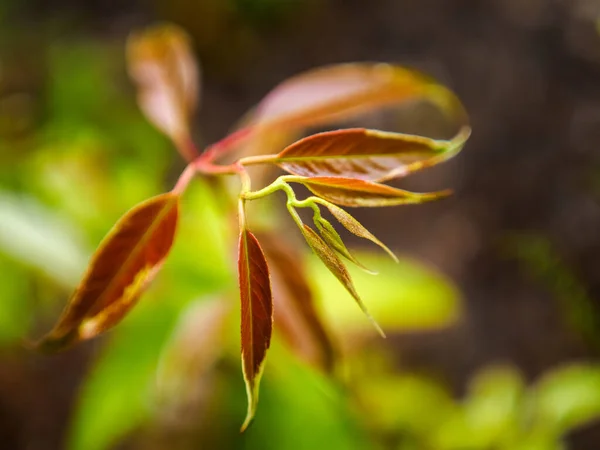 Μικροσκοπικό Κλαδί Φυτών Μικρά Φύλλα Ομορφιά Στη Φύση Κοντινό Πλάνο — Φωτογραφία Αρχείου