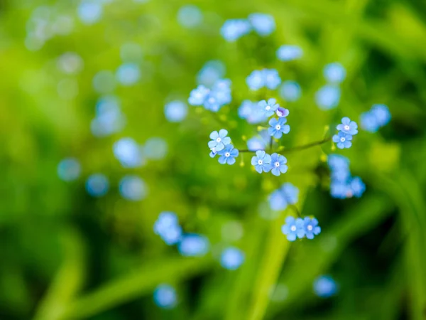 Diminutas Flores Azules Hierba Escorpión Foto Cerca Con Enfoque Selectivo —  Fotos de Stock