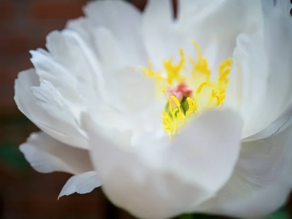 白いツリー牡丹開花植物クローズアップ — ストック写真