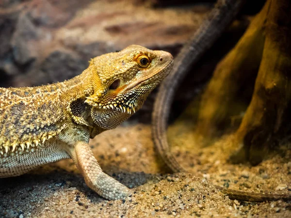Lizard Warm Sand Terrarium Zoo Small Dragon — Stock Photo, Image