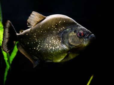 Gümüş derili pirana balığı ve siyah arka plandaki akvaryumda su altında kırmızı gözler.