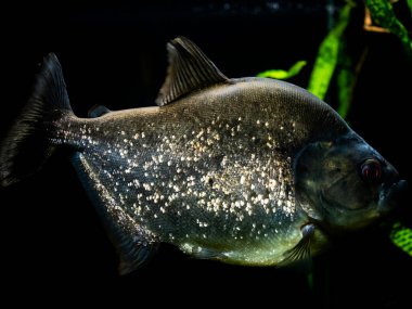 Gümüş derili pirana balığı ve siyah arka plandaki akvaryumda su altında kırmızı gözler.
