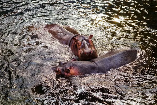 Dos Hipopótamos Agua Del Zoológico —  Fotos de Stock