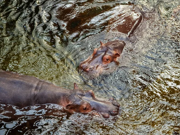 Zwei Flusspferde Wasser Des Zoos — Stockfoto