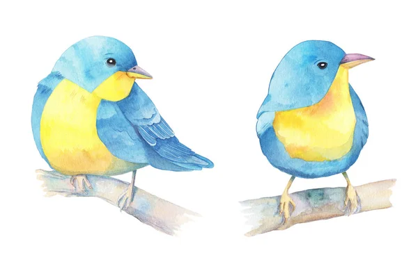 Акварельна Ілюстрація Двох Птахів Синьо Жовтих Кольорах Ізольовані Білому Тлі — стокове фото