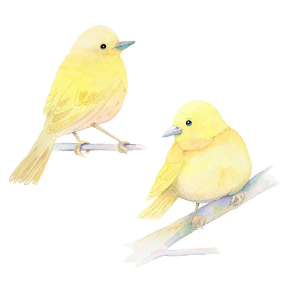 Akvarel Ilustrace Dvou Malých Žlutých Zpěvných Ptáků Větvi — Stock fotografie