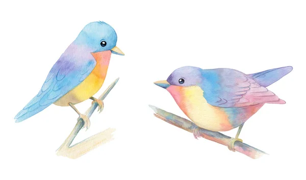 Akvarel Ilustrace Dvou Barevných Ptáků Brunches Izolované Bílém Pozadí — Stock fotografie