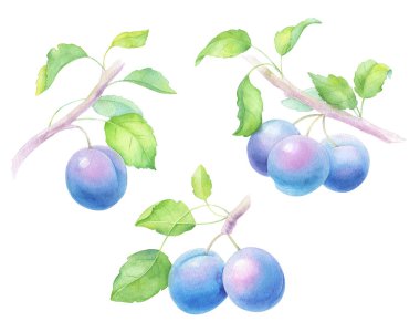Watercolor Plum Branches with Green Leaves  Fresh Fruit Illustration