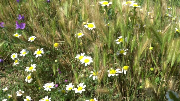 Fleurs Prairie Chant Des Oiseaux Les Sons Nature Vidéo Beauté — Video