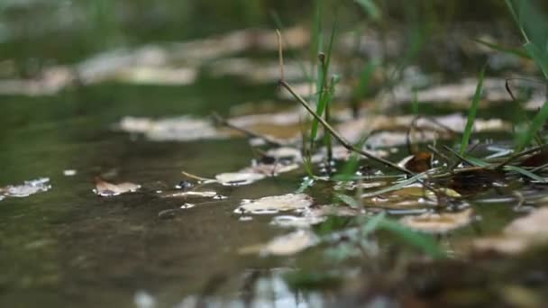 Agua Que Fluye Naturalmente Con Hierba Verde — Vídeo de stock